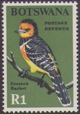 Crested Barbet (Trachyphonus vaillantii)