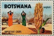 Sorghum