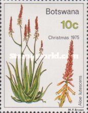 Aloe lutescens