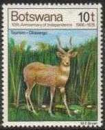Sitatunga (Tragelaphus spekii)