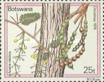 Babul (Acacia nilotica)