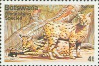 Serval (Leptailurus serval)