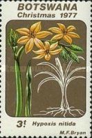 Hypoxis nitida