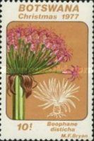 Boophane disticha