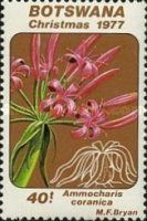 Ammocharis coranica