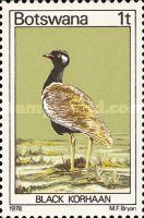 Northern Black Korhaan(Eupodotis afroides)
