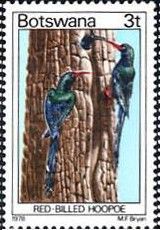 Red-billed Hoopoe (Phoeniculus purpureus)