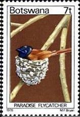 African Paradise Flycatcher (Terpsiphone viridis)