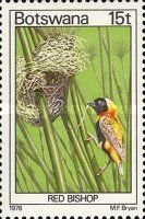 Southern Red Bishop (Euplectes orix)