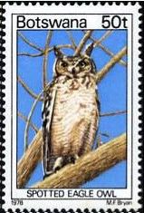 Spotted Eagle-Owl (Bubo africanus)