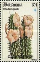 Hoodia lugardii