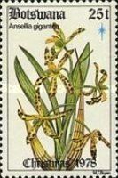 Ansellia africana (syn. Ansellia gigantea)