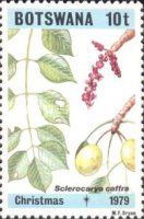 Sclerocarya caffra