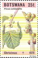 Ficus soldanella