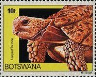 Leopard Tortoise (Testudo pardalis)
