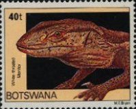 White-throated Monitor (Varanus albigularis albigularis)