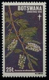 Acacia erubescens