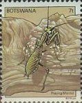 African Mantis (Sphodromantis gastrica)