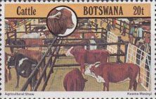 Agricultural Show, Cattle (Bos primigenius taurus)