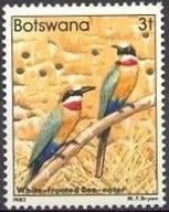 White-fronted Bee-eater (Merops bullockoides)
