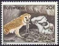 Barn Owl (Tyto alba)
