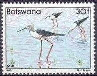 Black-winged Stilt (Himantopus himantopus)
