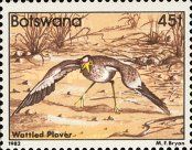 Wattled Plover (Vanellus senegallus)