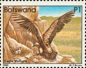 Cape Vulture (Gyps coprotheres)
