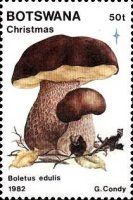 King boletus