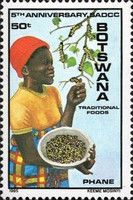 Woman Collecting Caterpillars
