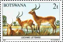 Lechwe (Kobus leche)