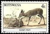 Common Duiker (Sylvicapra grimmia)