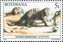 Banded Mongoose (Mungos mungo)