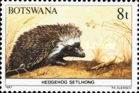 Southern African Hedgehog (Erinaceus frontalis)