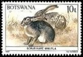 Scrub Hare (Lepus saxatilis)