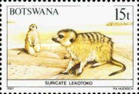 Meerkat (Suricata suricatta)