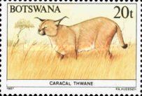 Caracal (Caracal caracal)
