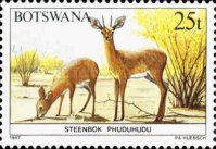 Steenbok (Raphicerus campestris)