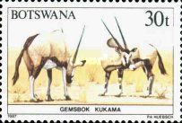 Gemsbok (Oryx gazella)