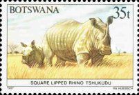 White Rhinoceros (Ceratotherium simum)