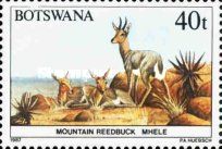 Mountain Reedbuck (Redunca fulvorufula)