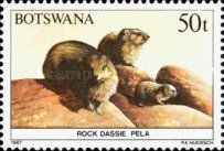 Rock Dassie (Procavia capensis)