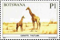Giraffe (Giraffa camelopardalis)