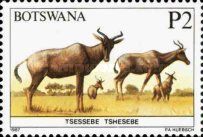 Tsessebe (Damaliscus sp.)