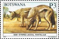Side-striped Jackal (Canis adustus)