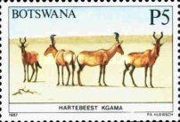 Kongoni / Hartebeest (Alcelaphus buselaphus)