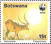 Red Lechwe (Kobus leche leche)
