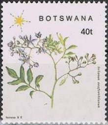 Solanum seaforthianum