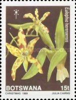Eulophia hereroensis