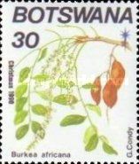 Burkea africana